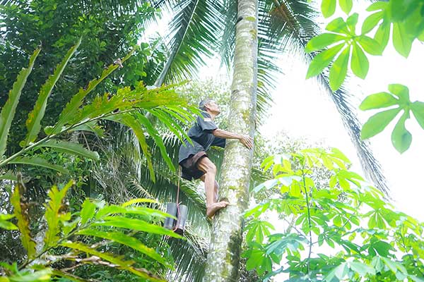Wholesale Indonesian Coconut Sugar